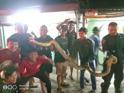 Ular Piton 3 Meter Mangsa Ternak Warga Bogor, Damkar Evakuasi