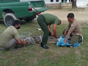 Sering Masuk Tambak dan Resahkan Warga Pandeglang, Buaya 3 Meter Dievakuasi