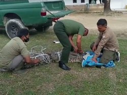 Sering Masuk Tambak dan Resahkan Warga Pandeglang, Buaya 3 Meter Dievakuasi