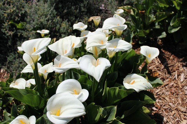 Ilustrasi bunga kala lili/Foto: Pixabay/sustainablesteph