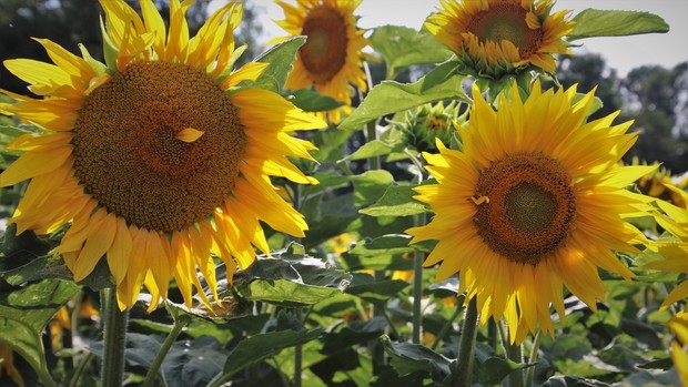 Ilustrasi bunga matahari/Foto: Pixabay/pasja1000