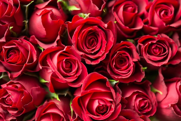 Ilustrasi bunga mawar/Foto: Pixabay/Pexels
