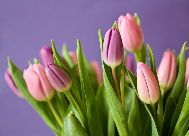 Ilustrasi bunga tulip/Foto: Pexels/Pixabay