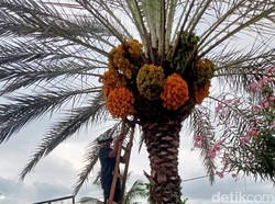 Cerita Warga Sigi Tanam Kurma dari Toko Swalayan Berbuah saat Ramadan