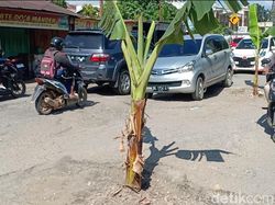 Protes Jalan Rusak, Warga Jambi Tanam Pohon Pisang