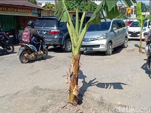 Jalan Rusak Ditanami Pohon Pisang, Pemprov Jambi Minta Maaf Jalan Rusak Ditanami Pohon Pisang, Pemprov Jambi Minta Maaf