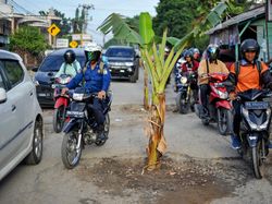 Kesal Tak Ada Perbaikan, Warga Tanam Pohon Pisang di Jalan Rusak