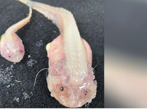 Penampakan Ikan Terdalam di Dunia yang Terekam Kamera Penampakan Ikan Terdalam di Dunia yang Terekam Kamera