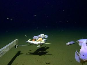 Rekor! Ikan Terdalam di Dunia Terekam di Jepang