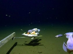 Rekor! Ikan Terdalam di Dunia Terekam di Jepang