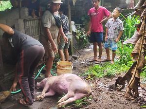 Rumah Warga Disambar Petir, TV Meledak-Ternak Babi Mati Rumah Warga Disambar Petir, TV Meledak-Ternak Babi Mati