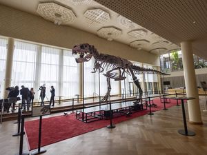 T-rex Ternyata Masih Bisa Tumbuh sampai Usia 40 Tahun