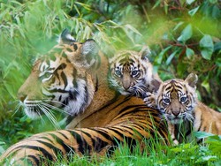 Lebih Dekat dengan Si Loreng Sumatera, Predator yang Hampir Punah