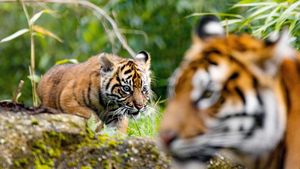 Alif dan Raya, Harimau Sumatera Penghuni Baru Kebun Binatang Inggris