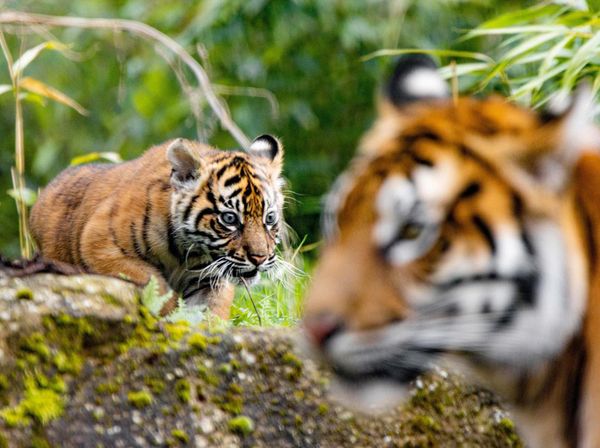 Alif dan Raya, Harimau Sumatera Penghuni Baru Kebun Binatang Inggris