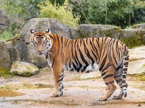 Cari Kayu di Hutan, Warga Indragiri Hilir Tewas Diterkam Harimau Cari Kayu di Hutan, Warga Indragiri Hilir Tewas Diterkam Harimau