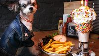 Bikin Gemas! 10 Pose Makan Mewah Tinkerbelle, Anjing Selebgram yang Modis