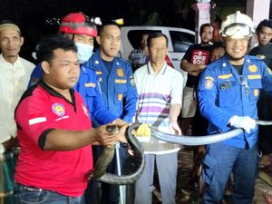 Hii! King Cobra 2,5 Meter Nyelonong Masuk Rumah Warga Trenggalek Hii! King Cobra 2,5 Meter Nyelonong Masuk Rumah Warga Trenggalek