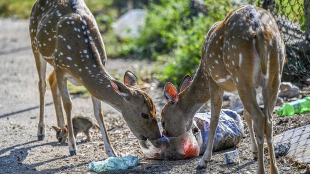 Kematian Rusa Mendorong Larangan Plastik Sekali Pakai di Sri Lanka Wild deer rummage through garbage dumped at an open ground in Sri Lanka's district of Trincomalee on April 4, 2023. (Photo by ISHARA S. KODIKARA / AFP)