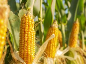 Jagung Impor 20.000 Ton dari Vietnam Tiba di RI