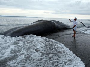 Terjawab! Ada 5 Penyebab Fenomena Paus Mati Terdampar di Laut Bali Terjawab! Ada 5 Penyebab Fenomena Paus Mati Terdampar di Laut Bali