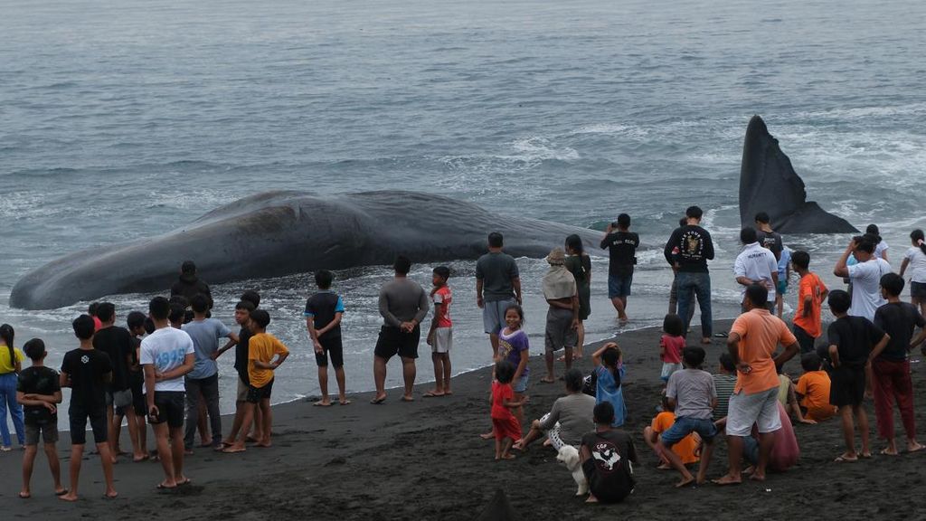 Paus Sperma Sepanjang 18 Meter Terdampar di Pantai Yeh Malet Bali Paus Sperma Sepanjang 18 Meter Terdampar di Pantai Yeh Malet Bali