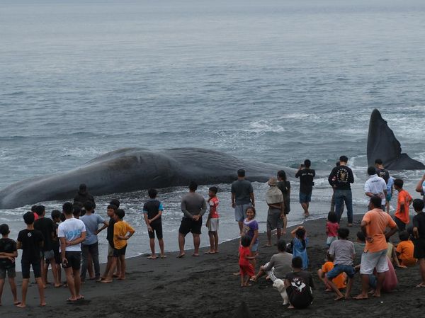 Paus Sperma Sepanjang 18 Meter Terdampar di Pantai Yeh Malet Bali