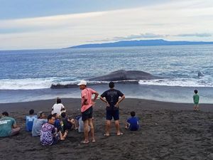 Paus 18 Meter Terdampar di Pantai Yeh Malet Karangasem Paus 18 Meter Terdampar di Pantai Yeh Malet Karangasem