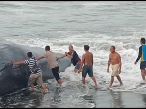 Paus 10 Meter yang Terdampar di Pantai Sudah Kembali Berenang ke Laut