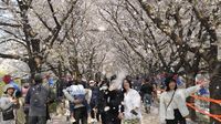 Potret Warga Seoul Serbu Taman Buat Nikmati Sakura Bermekaran