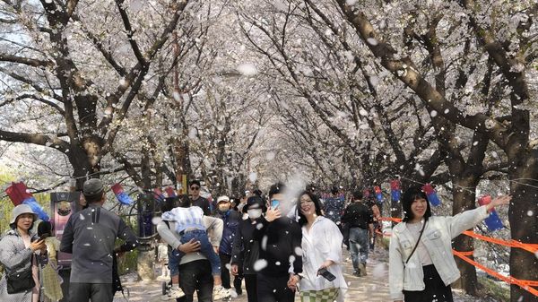 Potret Warga Seoul Serbu Taman Buat Nikmati Sakura Bermekaran