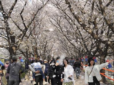 Potret Warga Seoul Serbu Taman Buat Nikmati Sakura Bermekaran
