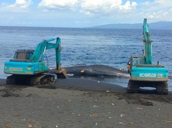 Bangkai Paus Sperma yang Terdampar di Pantai Yeh Malet Segera Dikubur