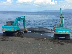 Bangkai Paus Sperma yang Terdampar di Pantai Yeh Malet Segera Dikubur Bangkai Paus Sperma yang Terdampar di Pantai Yeh Malet Segera Dikubur