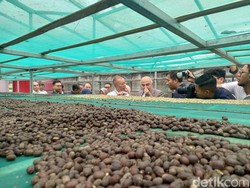Kopi Robusta Asal Subang Dibarter dengan 50 Ton Kurma Mesir