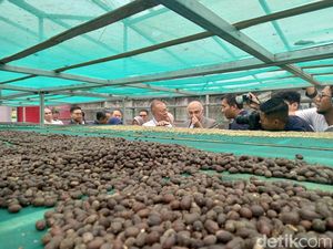 Kopi Robusta Asal Subang Dibarter dengan 50 Ton Kurma Mesir Kopi Robusta Asal Subang Dibarter dengan 50 Ton Kurma Mesir