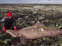 Jalan-jalan di Pantai, Turis Temukan Bangkai Hiu Langka, Peneliti Geger!