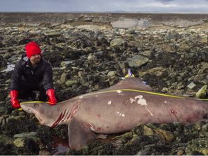 Jalan-jalan di Pantai, Turis Temukan Bangkai Hiu Langka, Peneliti Geger! Jalan-jalan di Pantai, Turis Temukan Bangkai Hiu Langka, Peneliti Geger!