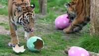 Begini Cara Melatih Insting Berburu Harimau Sumatera