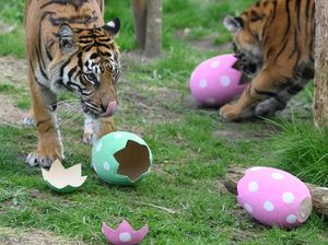 Rimba dan Toba, Bayi Harimau Sumatera Lahir di Kebun Binatang Prancis