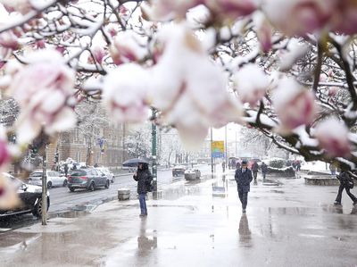 Brrr... Salju Musim Semi dan Angin Kencang Melanda Balkan