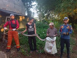 Lagi Santap Sahur, Warga di Bogor Dikagetkan Kemunculan Ular Sanca 3 Meter