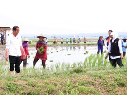 Dampingi Jokowi di Tuban, Khofifah Dorong Percepatan Masa Tanam Padi