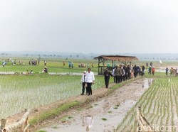 Jokowi Dorong Mentan Kembangkan Pupuk Organik