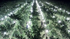 Kebun Buah Naga di Banyuwangi Diterangi Lampu, Buat Apa?
