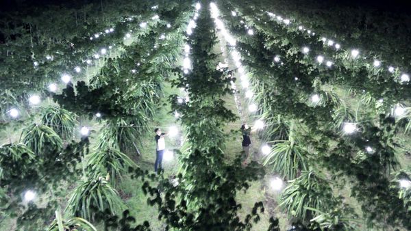 Kebun Buah Naga di Banyuwangi Diterangi Lampu, Buat Apa?