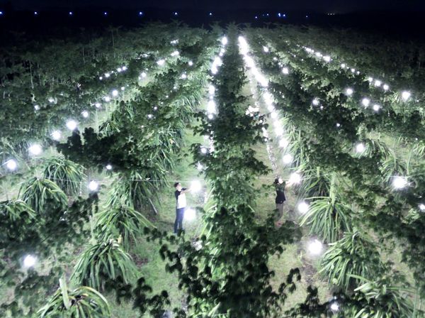 Kebun Buah Naga di Banyuwangi Diterangi Lampu, Buat Apa?