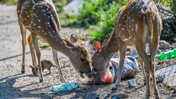 Potret Miris Rusa di Sri Lanka Makan Sampah Plastik, Belasan Ekor Mati