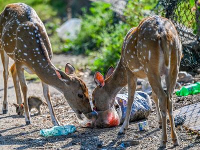 Potret Miris Rusa di Sri Lanka Makan Sampah Plastik, Belasan Ekor Mati