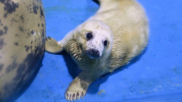 Potret Gemas Bayi Anjing Laut Abu-abu Betina yang Lahir di Akuarium Jepang